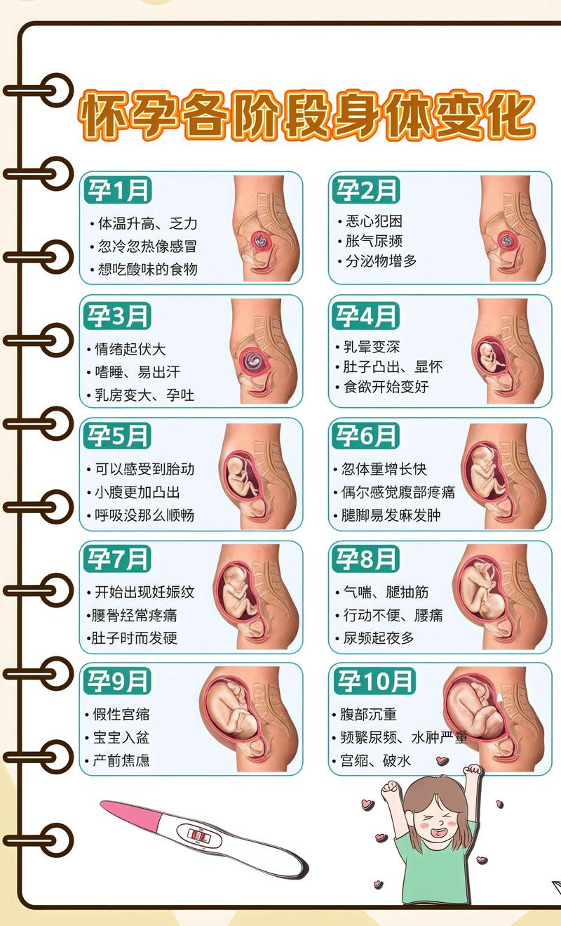 揭秘供卵代孕妈妈怀孕小腹分两节，孕期变化的奥秘普洱代生机构: